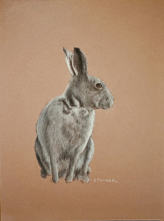 Bunny Rabbit