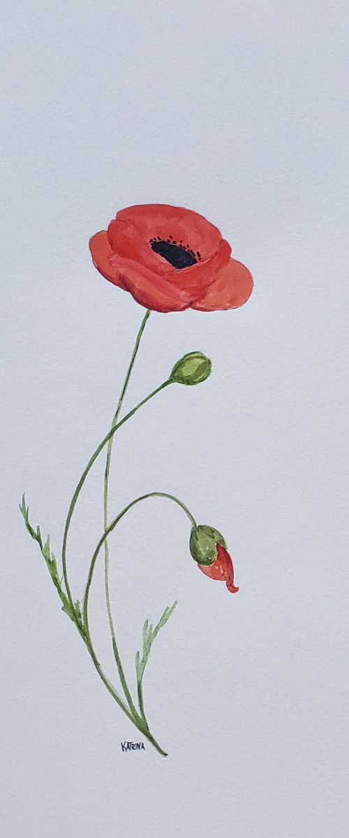 "Search for Peace" - Flower - Poppy by Katrina Case