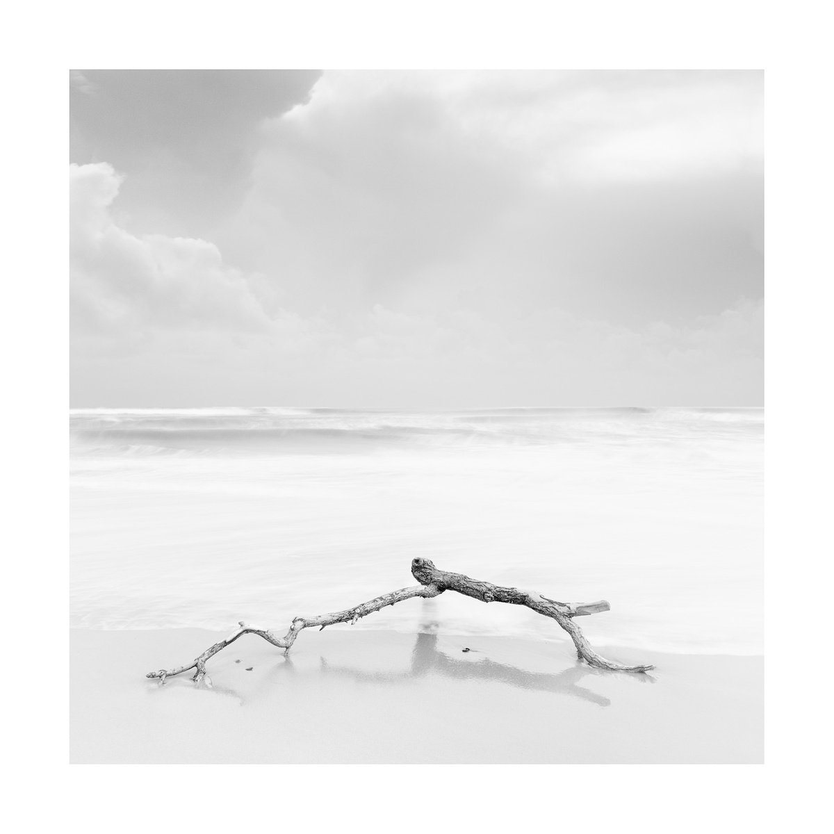 Sea Branch III by David Baker