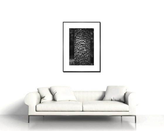 Bark - Unmounted