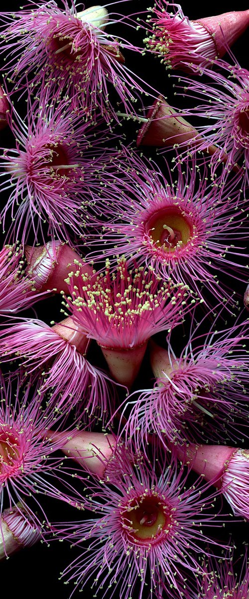 Pink Corymbia Flowers by Nadia Culph