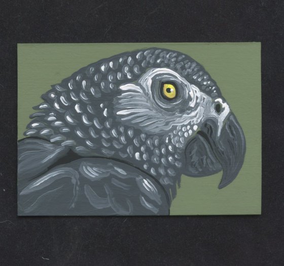 African Gray Parrot