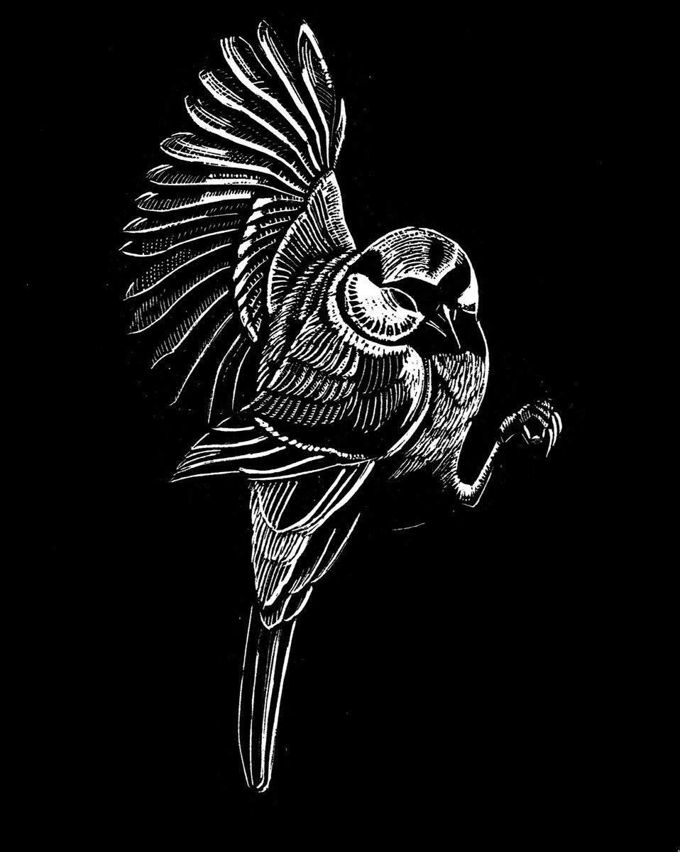 Animal Etchings & Engravings By Rebecca Coleman, 10 X 11", Blue Tit, Original Artwork