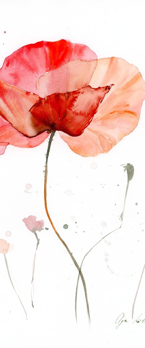 Watercolor poppy flower by Olga Koelsch