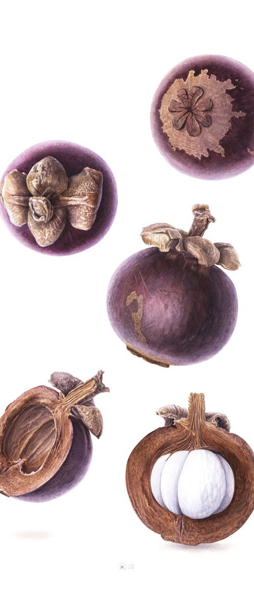 Falling Mangosteen Fruits by Yuliia Moiseieva