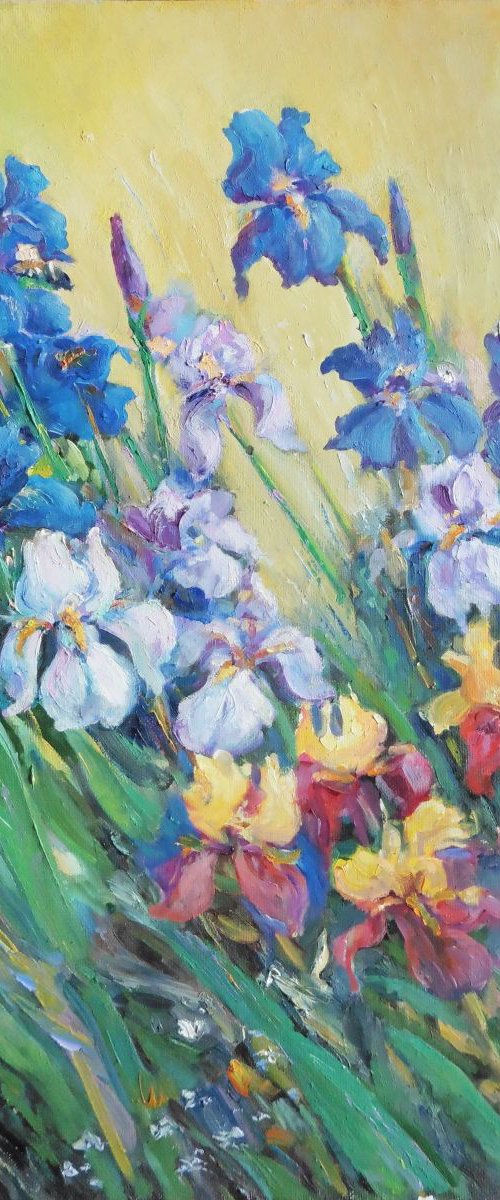 Multi-colored irises by Vyacheslav Onyshchenko