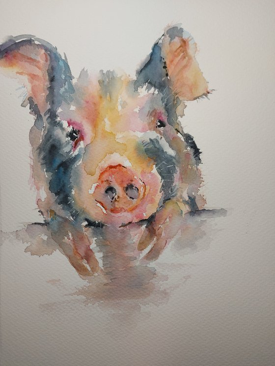 Pig portrait