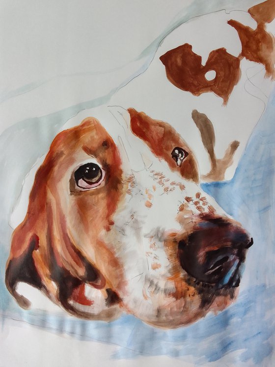 Basset Hound