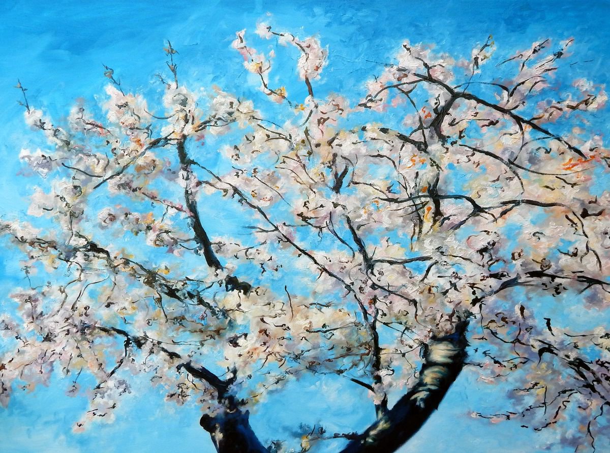 Fresh Cherry Blossom by Richard Freer