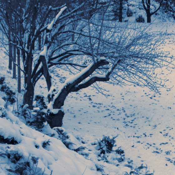 Sledging in the winter park.