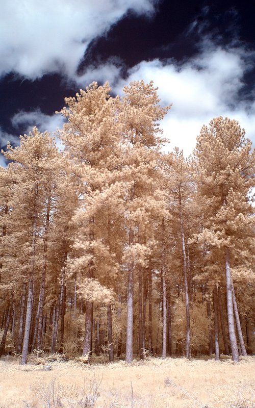 Fir Trees, Wiston, West Sussex. by Ed Watts