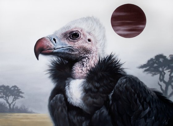 Extravagant Coat / White headed vulture