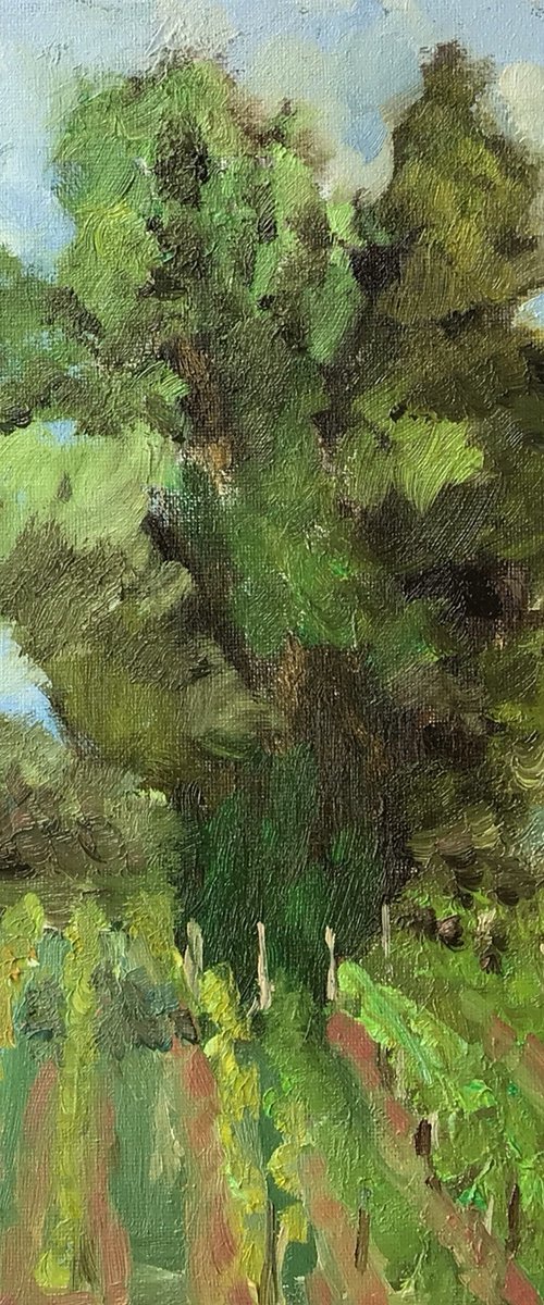 Lime tree in the vineyard by Julian Lovegrove Art