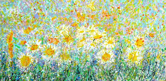 Wild Daisy Meadow 2025