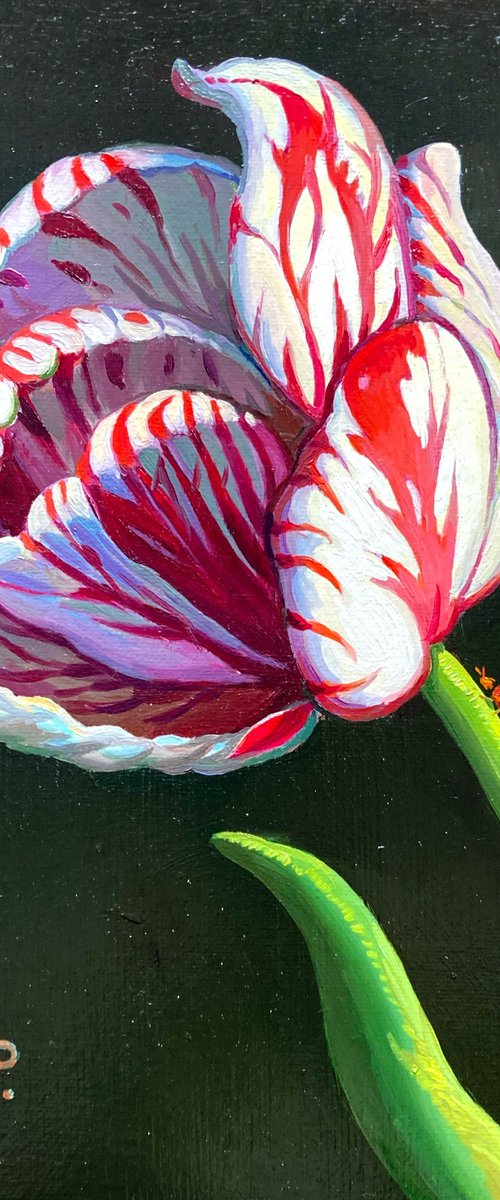 Tulip and ladybug by Olena  Romanenko