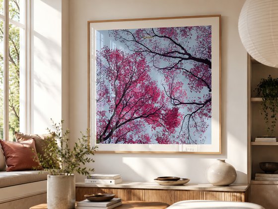 Lucid Bloom