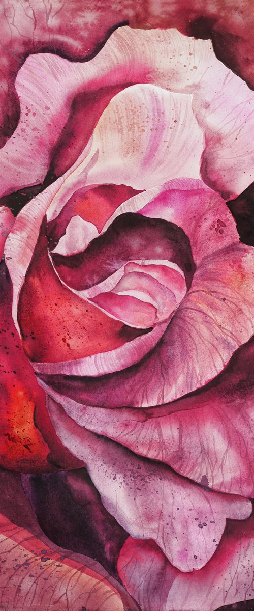 Inside the pink rose - original watercolor flower by Delnara El