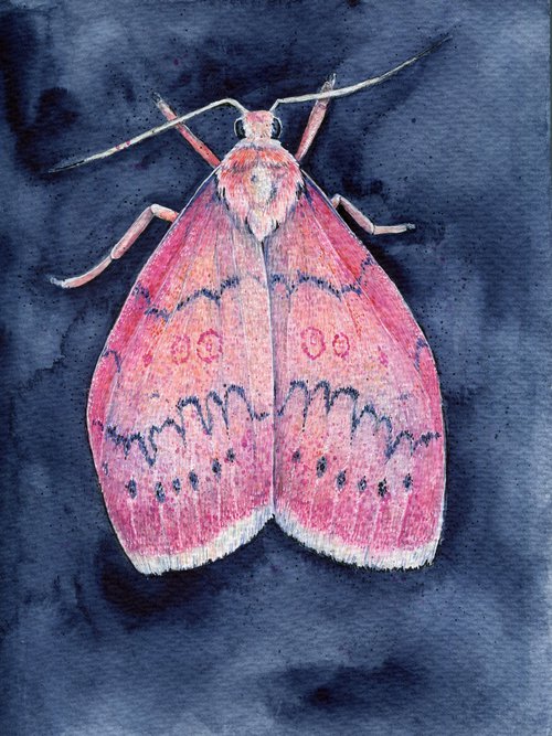 Watercolor pink moth on indigo background by Liliya Rodnikova
