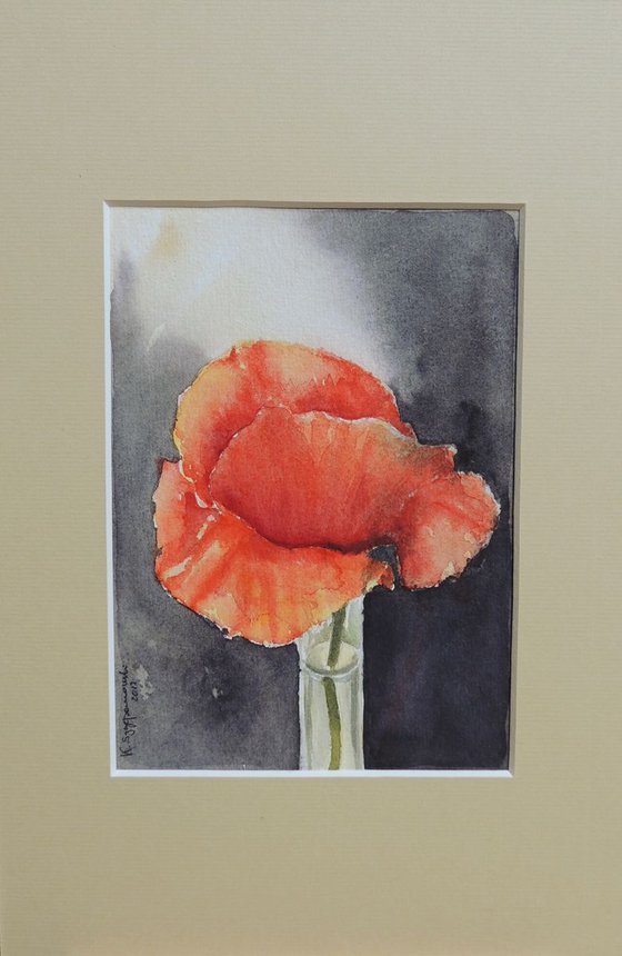 Dainty poppy