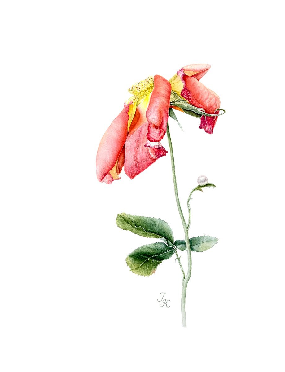 Illustrative Botanical Watercolour By Tetiana Kovalova, 11 X 15", Revelation, Original Artwork