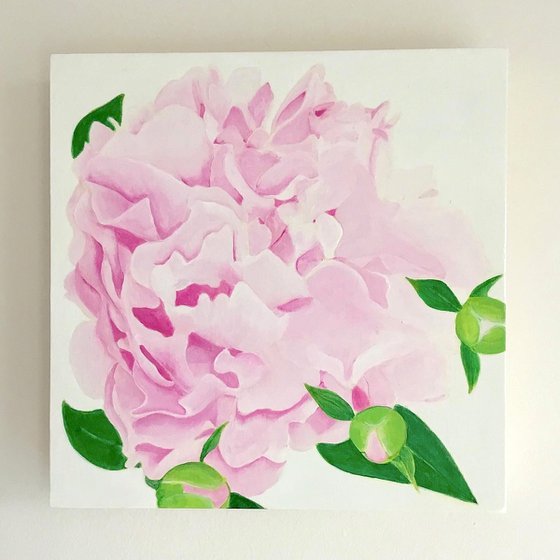 Pink Peonies