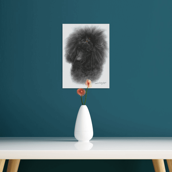 Black Poodle