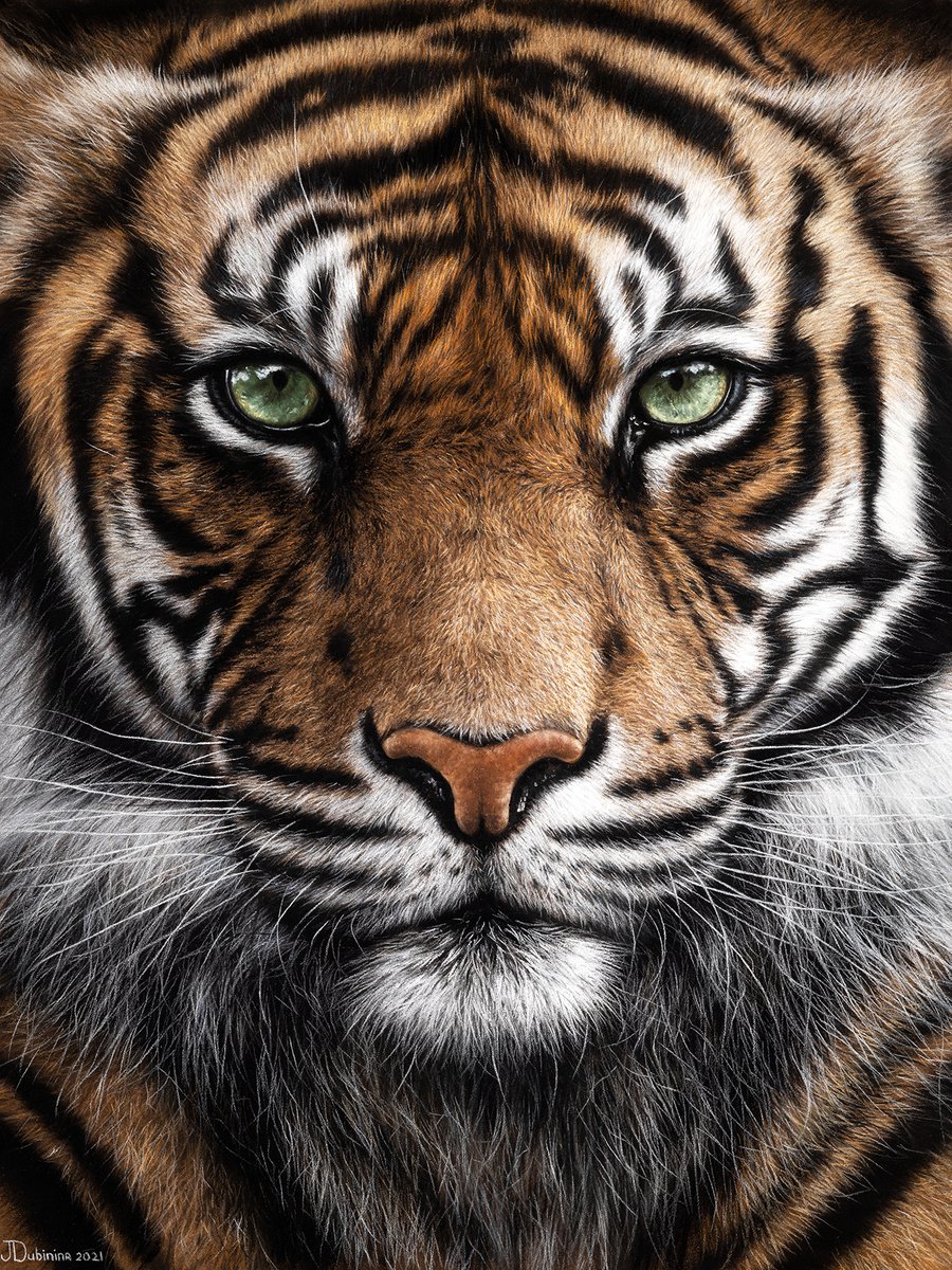 Tiger by Julia Dubinina