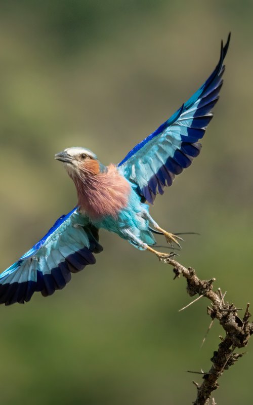 On a Wing and a Prayer by Nick Dale