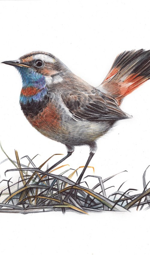 Bluethroat by Daria Maier