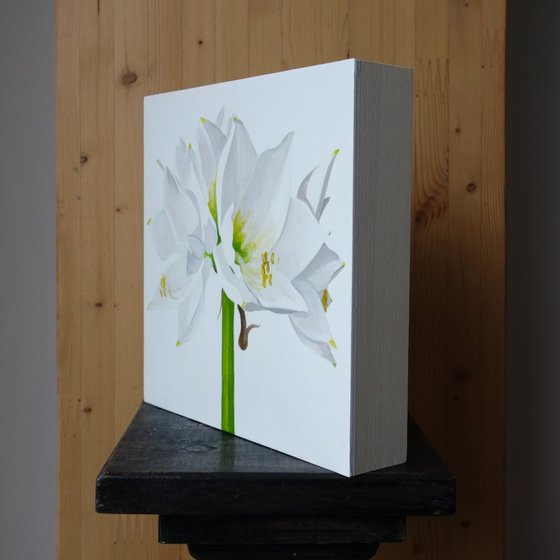 White Amaryllis