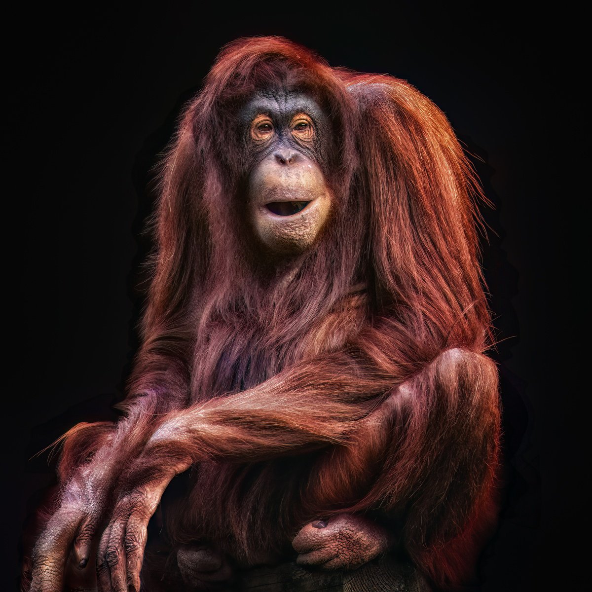 Animal Photograph By Paul Nash, 24 X 24", Female Orang-Utan, Original Artwork