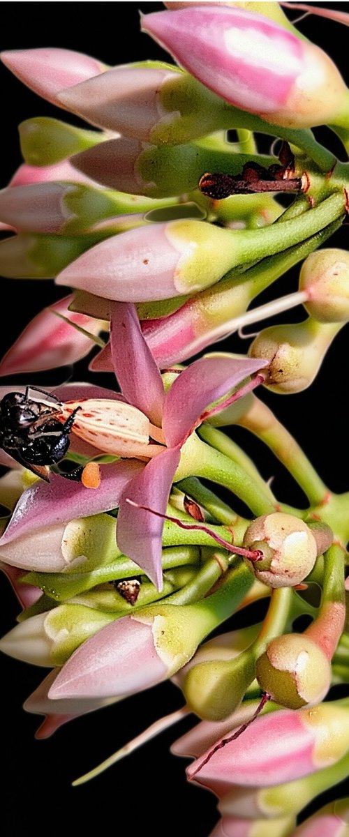 Pollination Dance - Midnight Bee by Chotipah