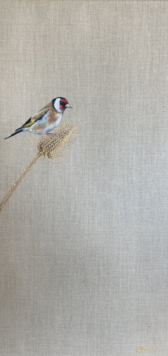 Teasel Goldfinch