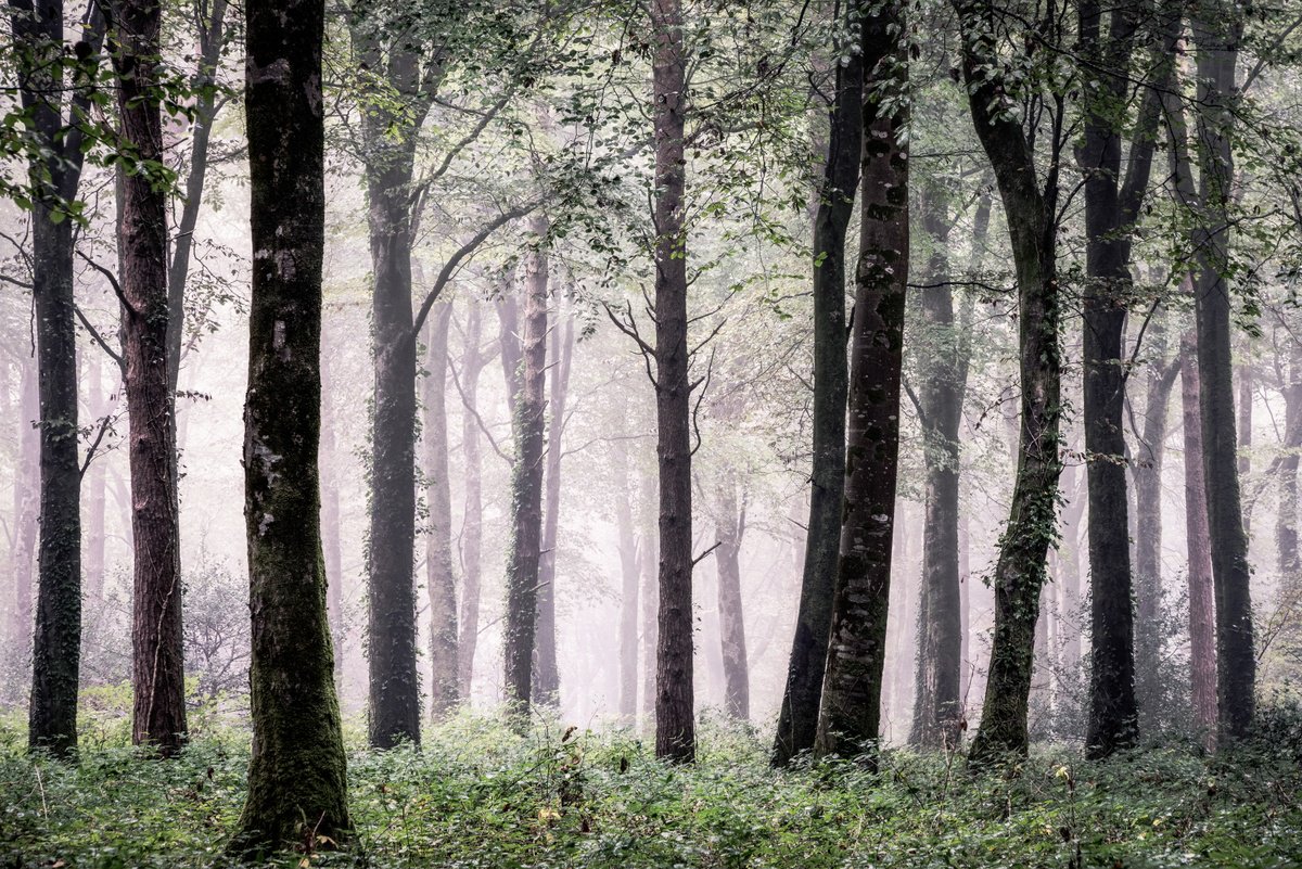 Cornish Misty Wood by Paul Nash