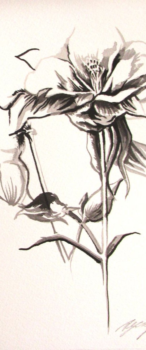 Columbine Chinese ink drawing by Alfred  Ng