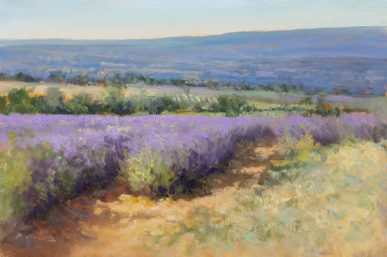 Lavender fields at Les Roméyères
