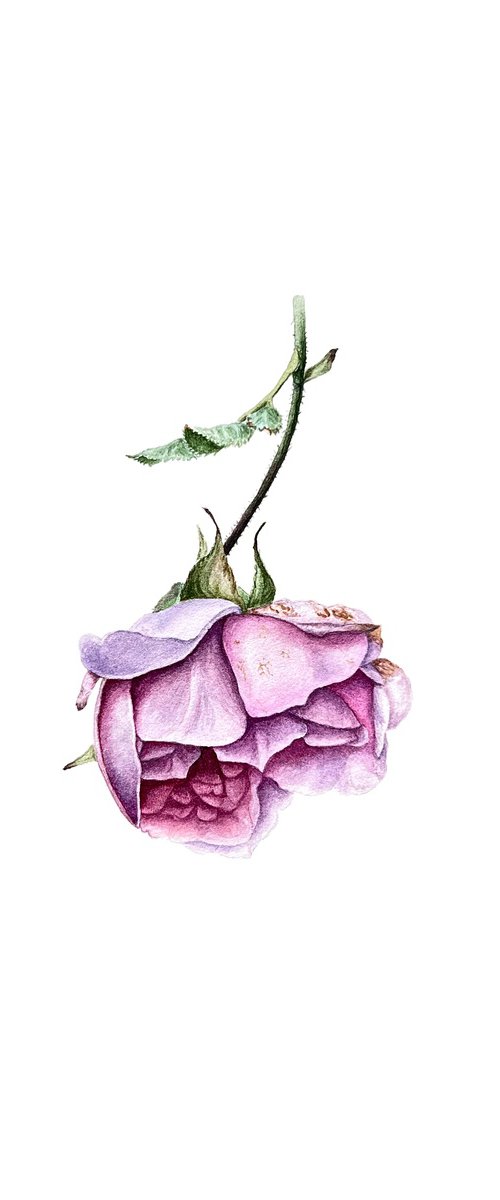 Autumn rose by Tetiana Kovalova