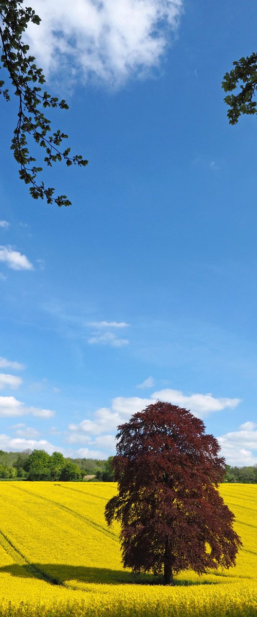 Spring in the Meon Valley 3 by Alex Cassels