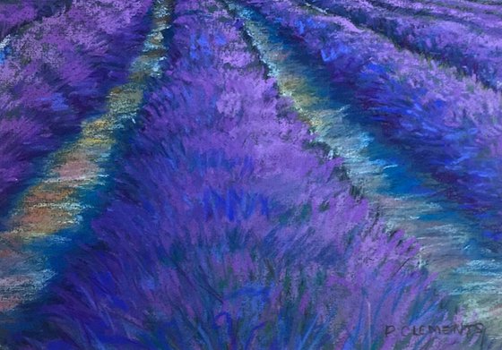 Lavender fields of France