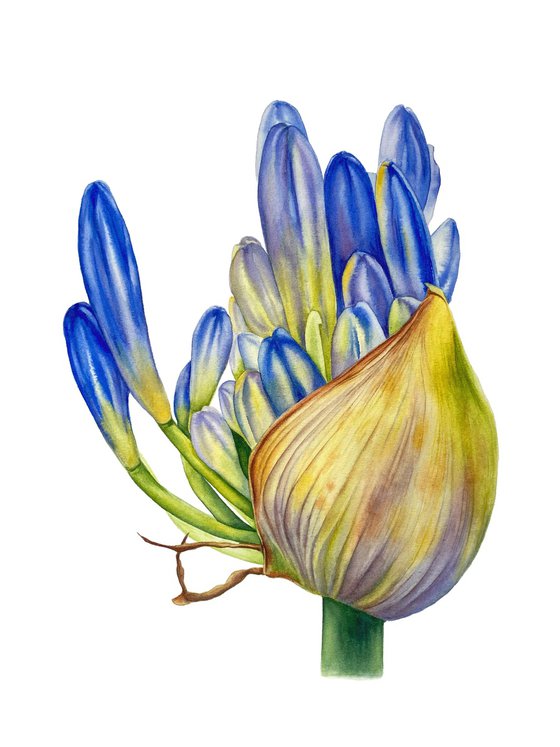 Agapanthus