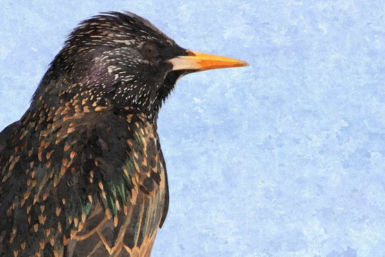 Starling