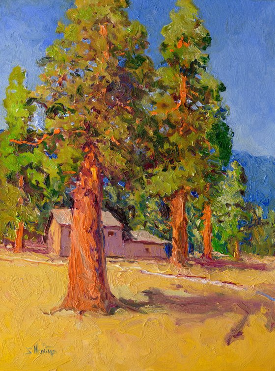 Sequoia Forest, Sunny Day