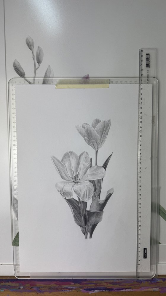Spring Tulips Botanical Illustration