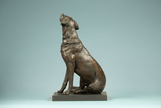 "Affection"Labrador BR
