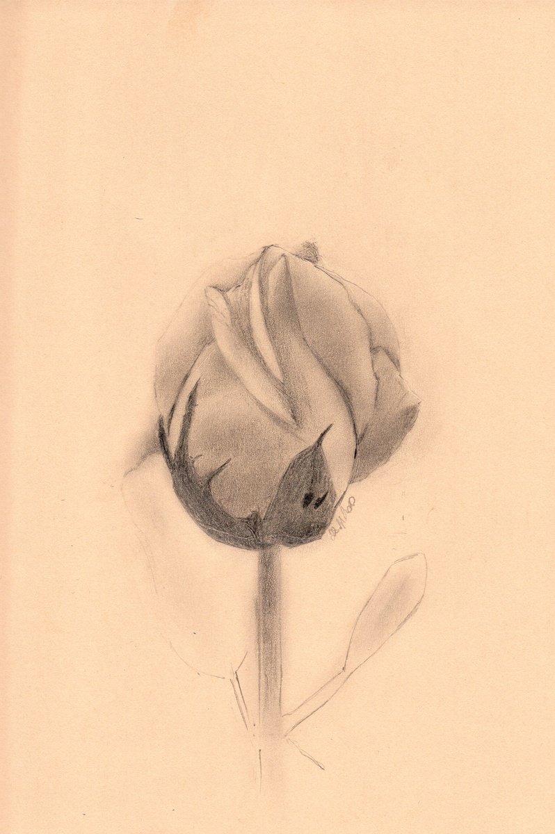 Photorealistic Botanical Pencil Drawing By Alona Hryn, 6 X 8, An Unopened Flower Of A Rose, Original Artwork