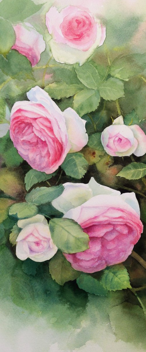 Pink Roses Watercolor by Olga Beliaeva Watercolour