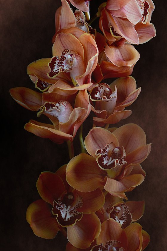 Mocha Boat Orchids