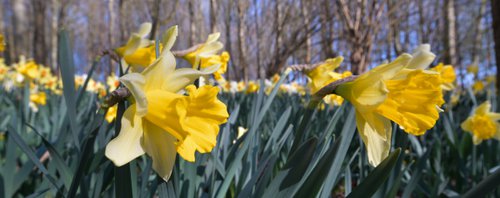 Daffodills in Breeze by Russ Witherington