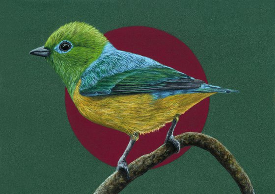 Original pastel drawing bird "Blue-naped Chlorophonia"