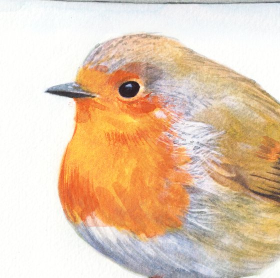 British Robin Red in Jar II